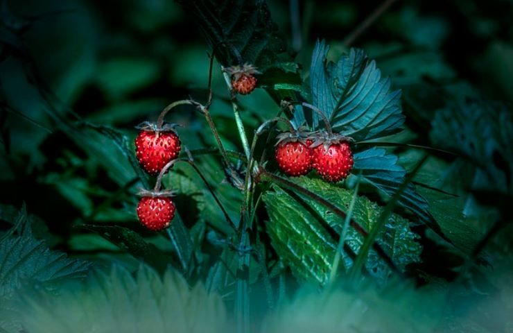 Fragole come conservarle