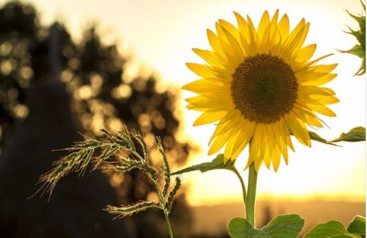 Colazione semi girasole