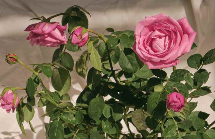 Rose