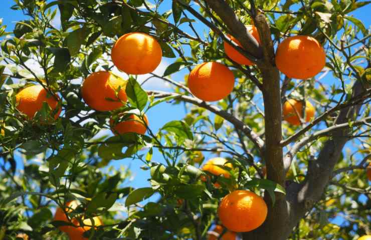 alimenti difese immunitarie cibo salute