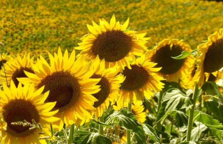 Colazione semi girasole