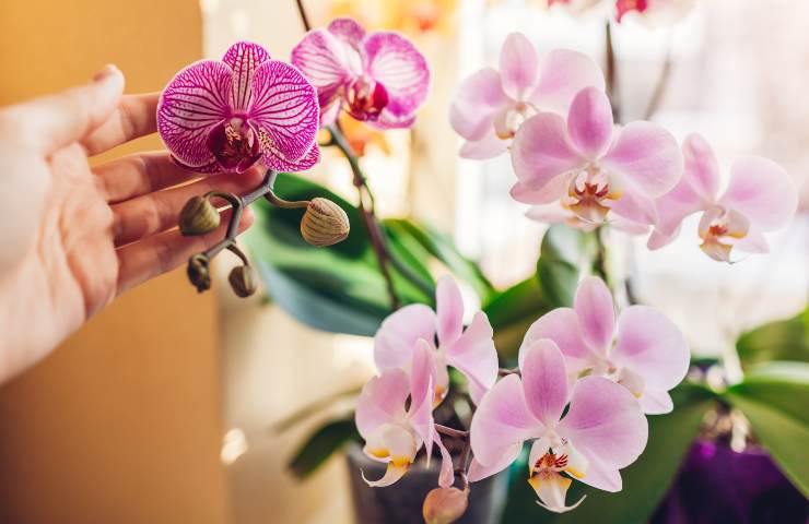 come annaffiare le orchidee