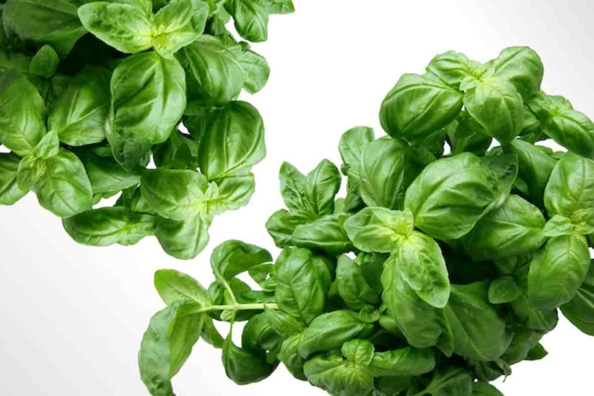 Basilico come conservarlo