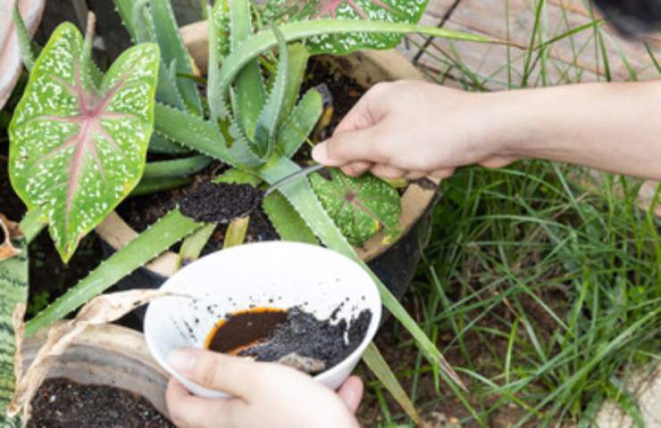 Utilità del caffè per le piante