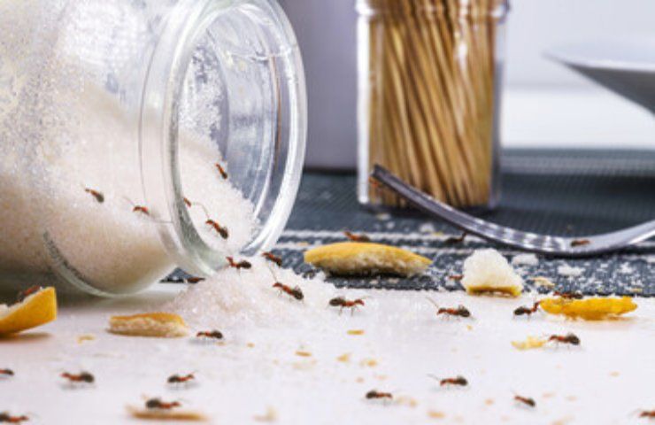 Metodo casalingo per eliminare le formiche