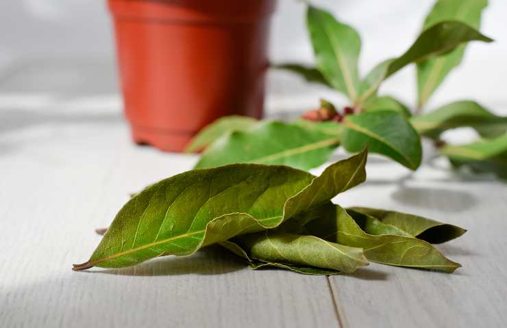 Foglie alloro sotto il cuscino