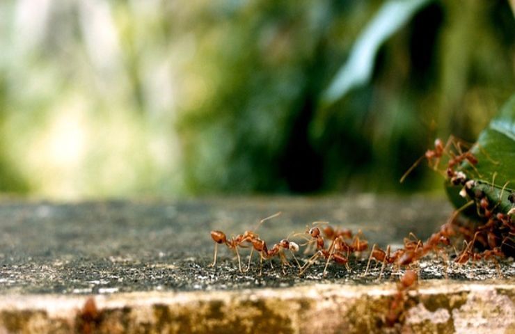 Come affrontare il problema formiche
