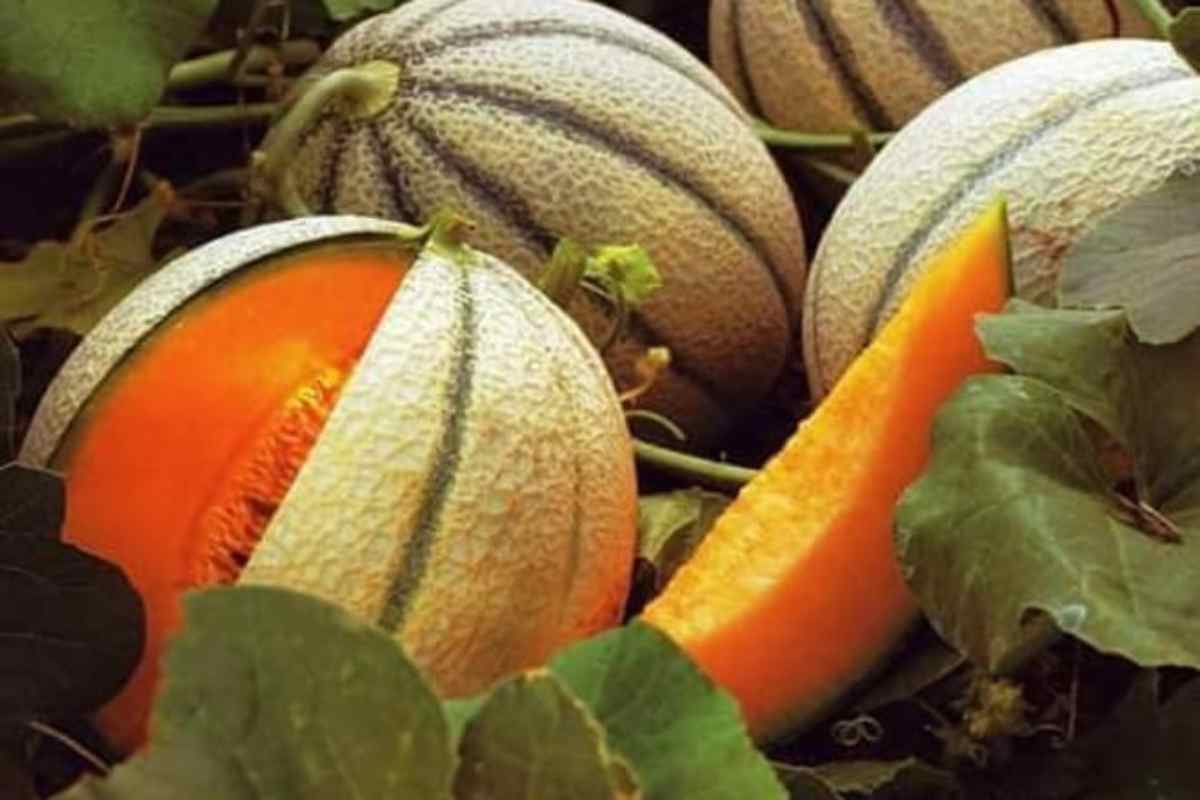 Melone Cantalupo benefici e proprietà