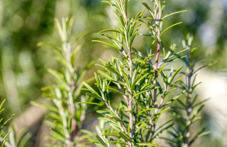 Zanzare piante per tenerle lontane da casa