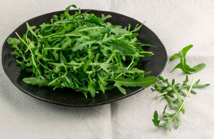 Rucola