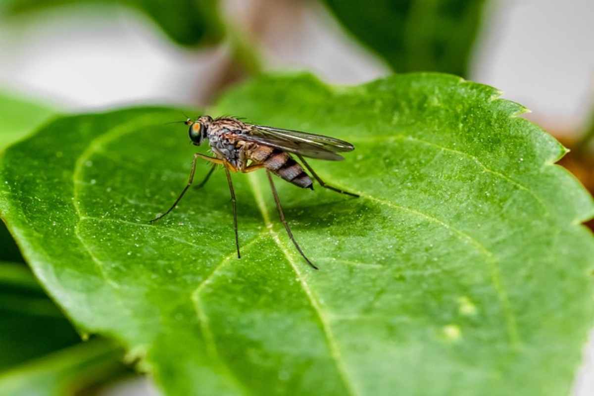 Zanzare lontane con 4 piante