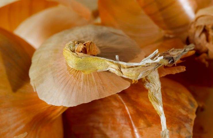 buccia di cipolla benfici come usarla