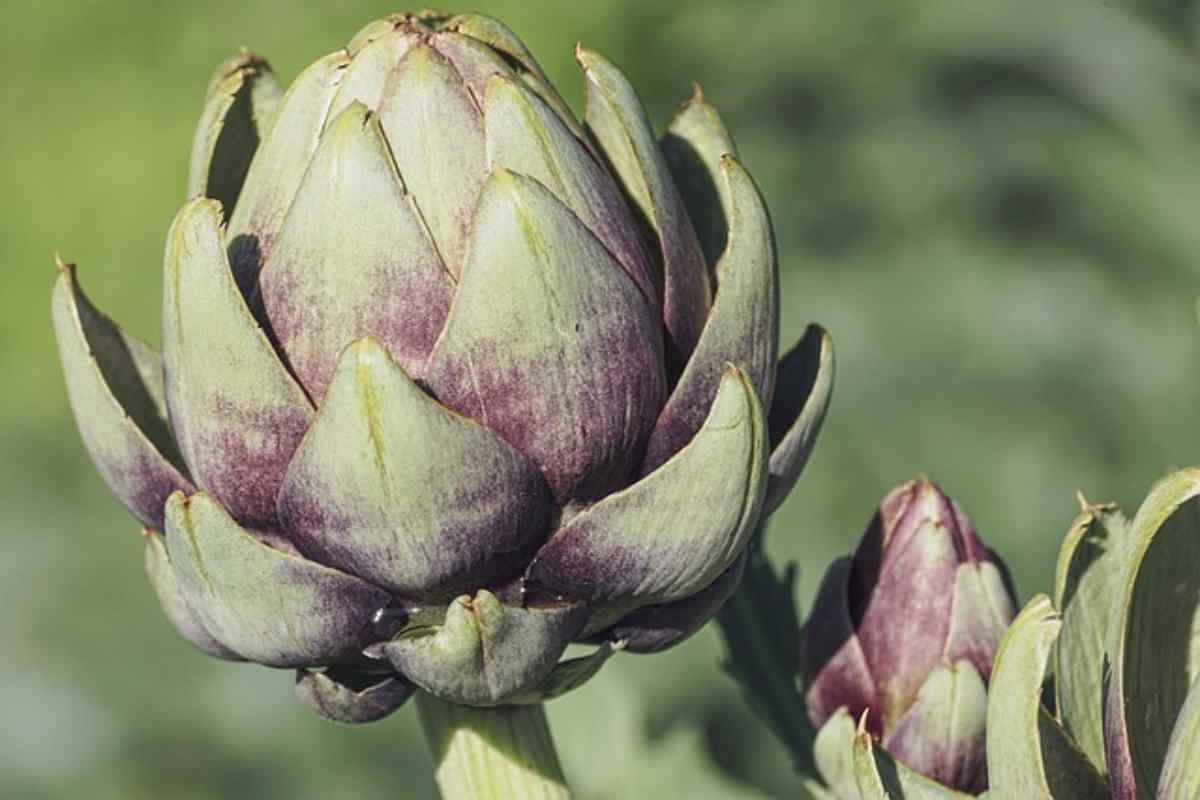 Carcifi i benefici