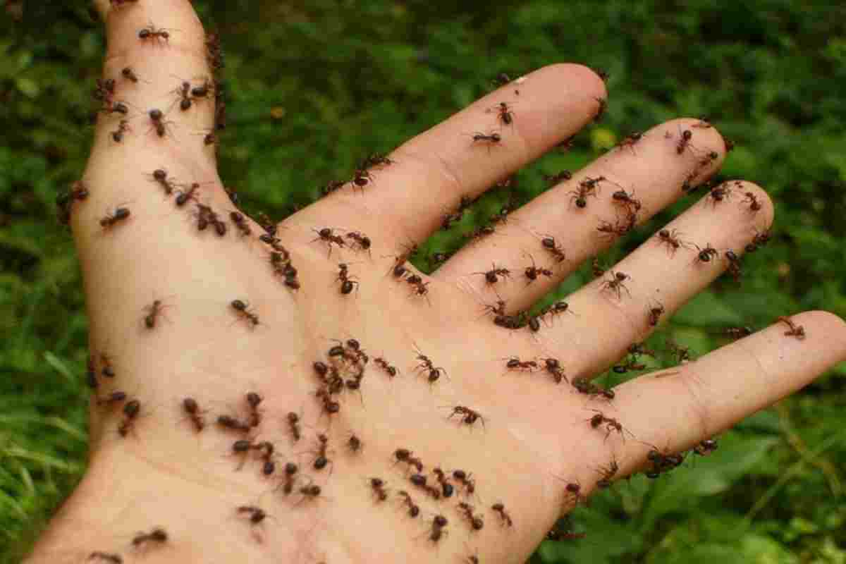 Insetti in dispensa trucco per liberarsene
