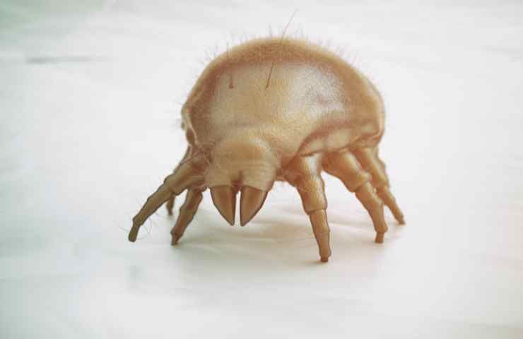 Acaro