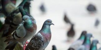 Alcune tecniche per tenerli lontani