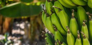 Banane