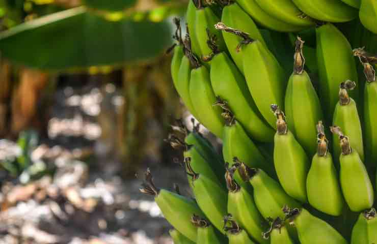 Banane scacciare 