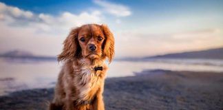 Odore del cane troppo forte, risolvi il problema
