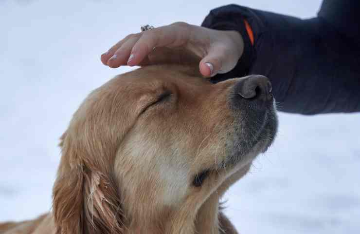 Carezze al cane