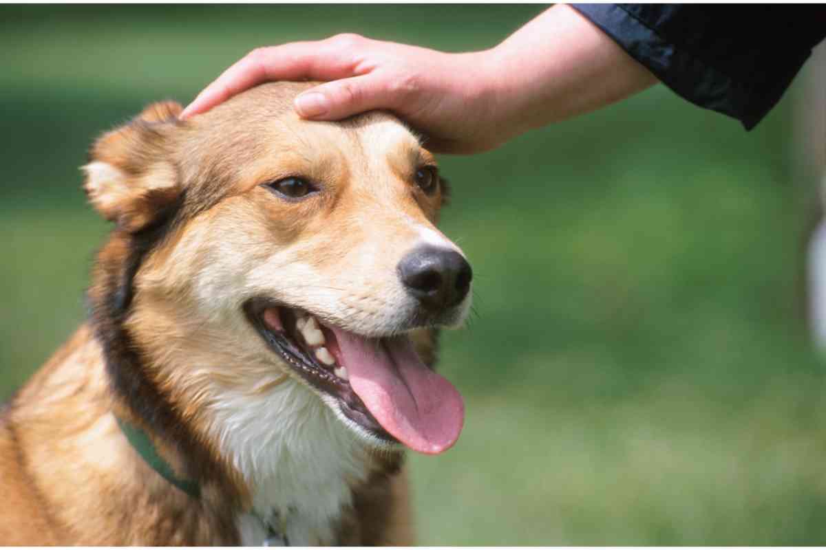 Carezze al cane