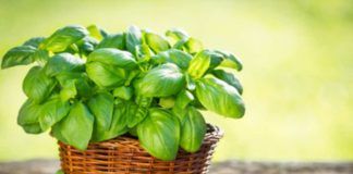 Come curare la pianta di basilico?