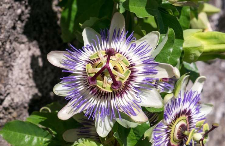 Tisane rilassanti per dormire bene la notte