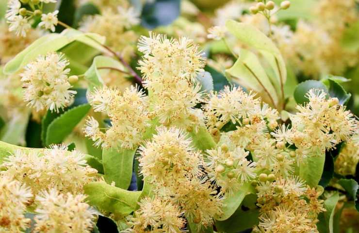 Tisane rilassanti per dormire bene la notte