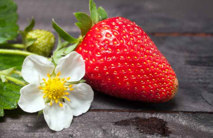 Fragole