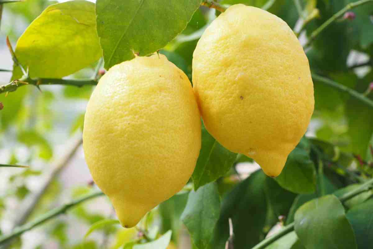 Limoni come conservarli evitare muffa