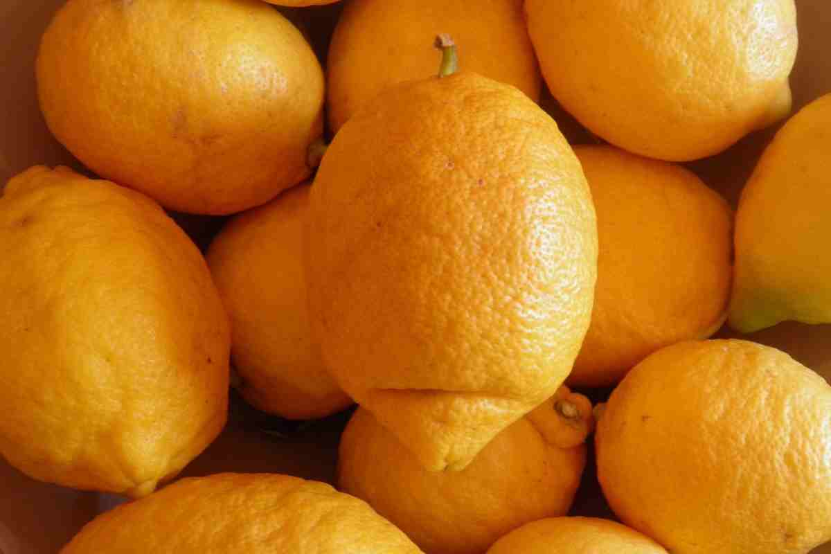 Limoni come conservarli evitare muffa