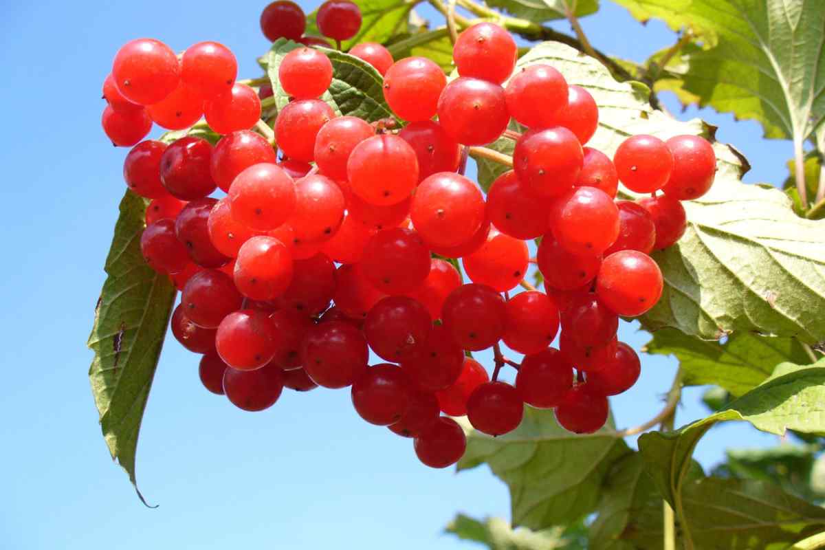 Mirtillo rosso