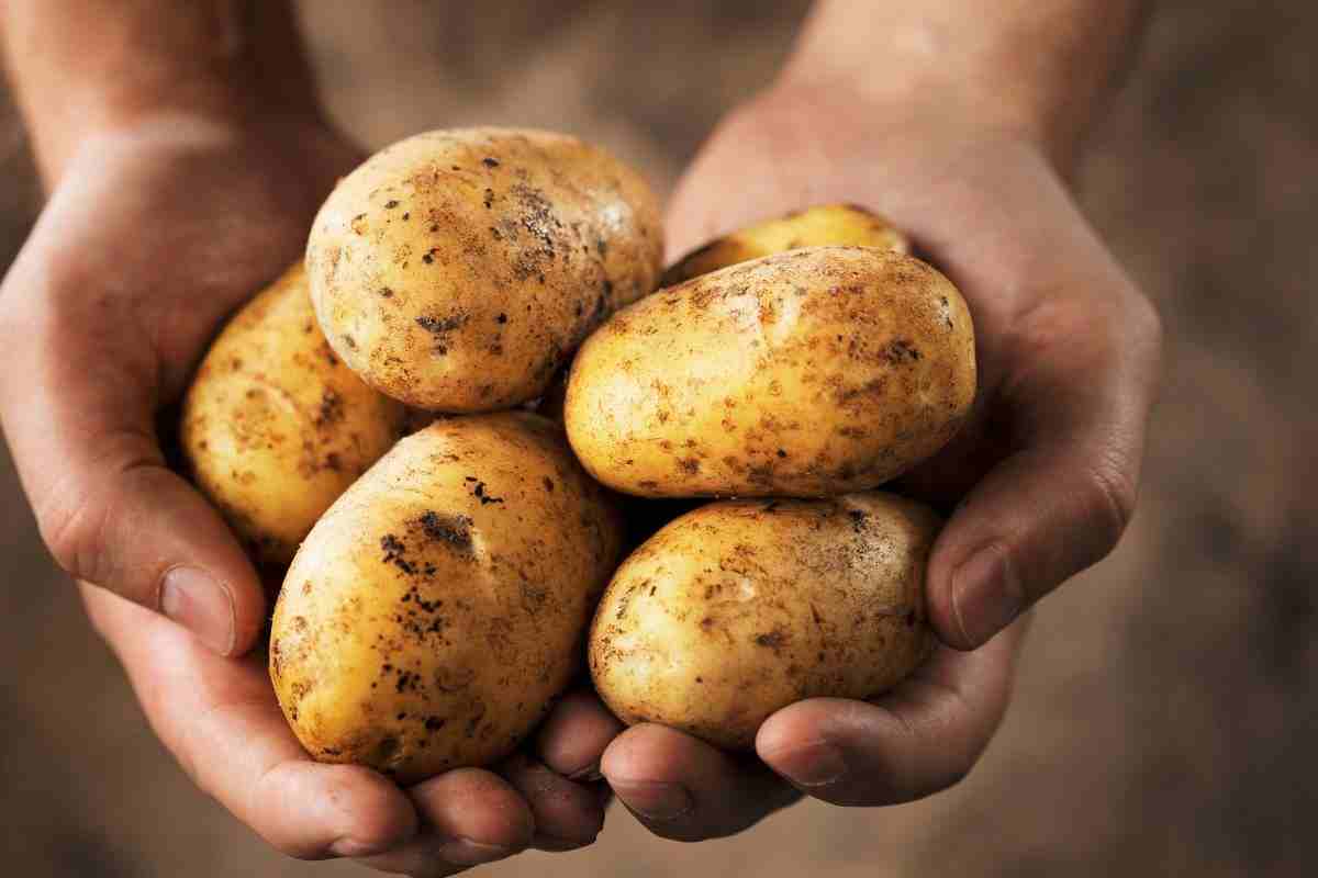 patate metodo del contadino germogliare