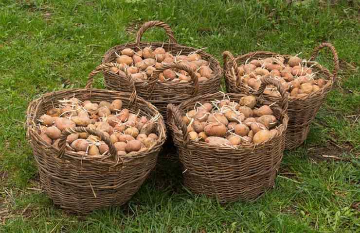 Patate che germogliano? Prova questo trucco