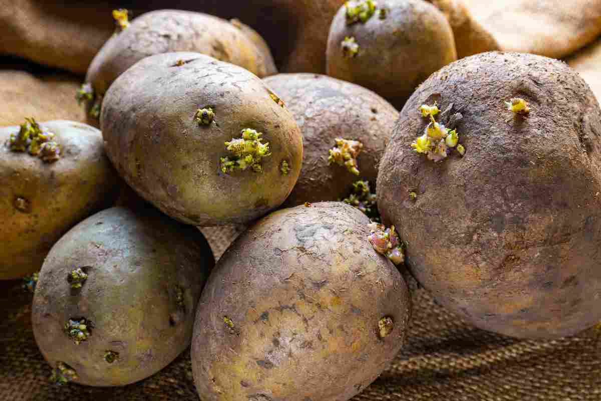 Patate germogliano velocemente trucco