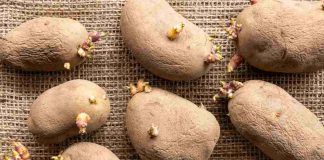 Patate germogliano velocemente trucco
