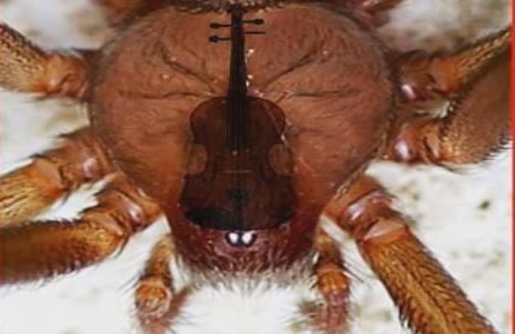 Ragno violino in casa, cosa fare se ti morde