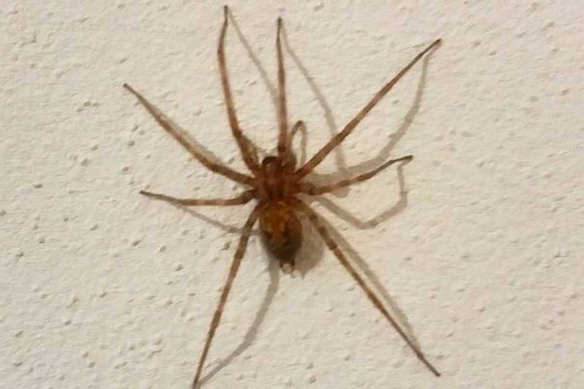 Ragno violino in casa, cosa fare se ti morde