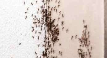 Allontanare le formiche senza insetticida: il metodo naturale che vi svolterà la vita