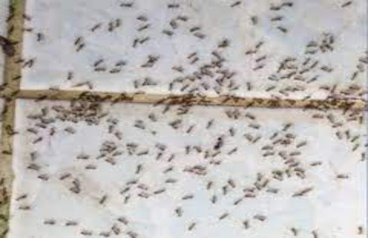 Come combattere le formiche