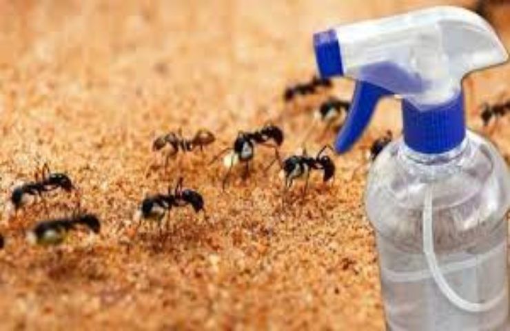 Come combattere le formiche