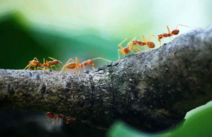 Scarafaggi formiche