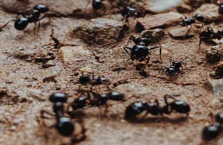 Scarafaggi formiche