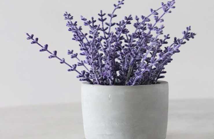 Lavanda piante