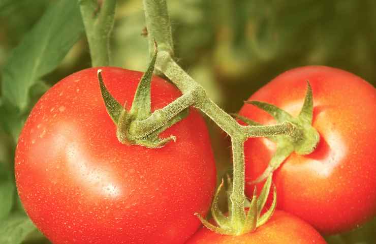 Orto piante pomodori cetrioli consigli