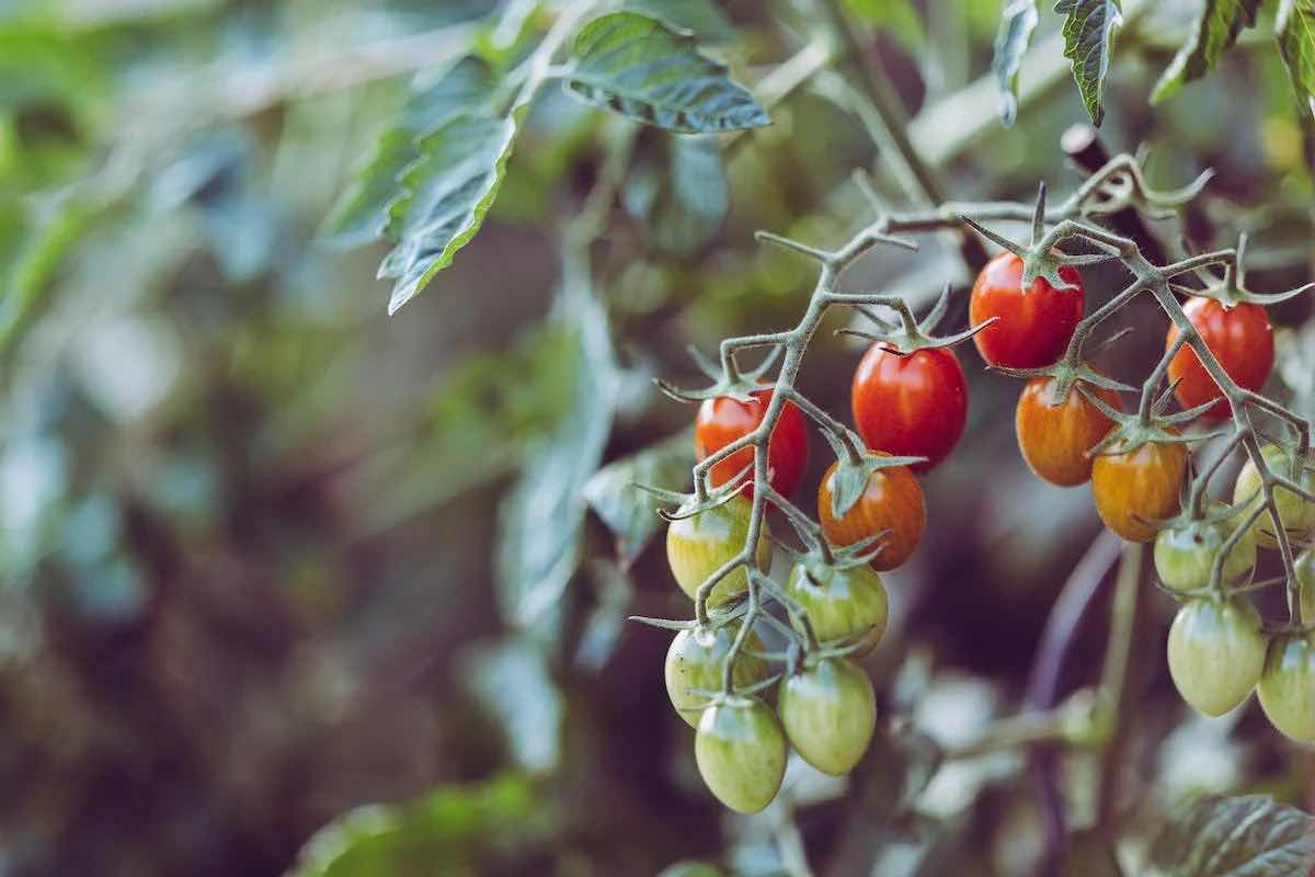 Pomodori pianta