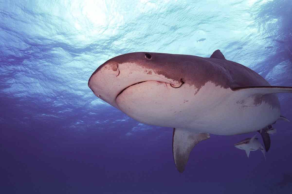 Hurghada ragazzo ucciso ragazzo 23 anni squalo tigre