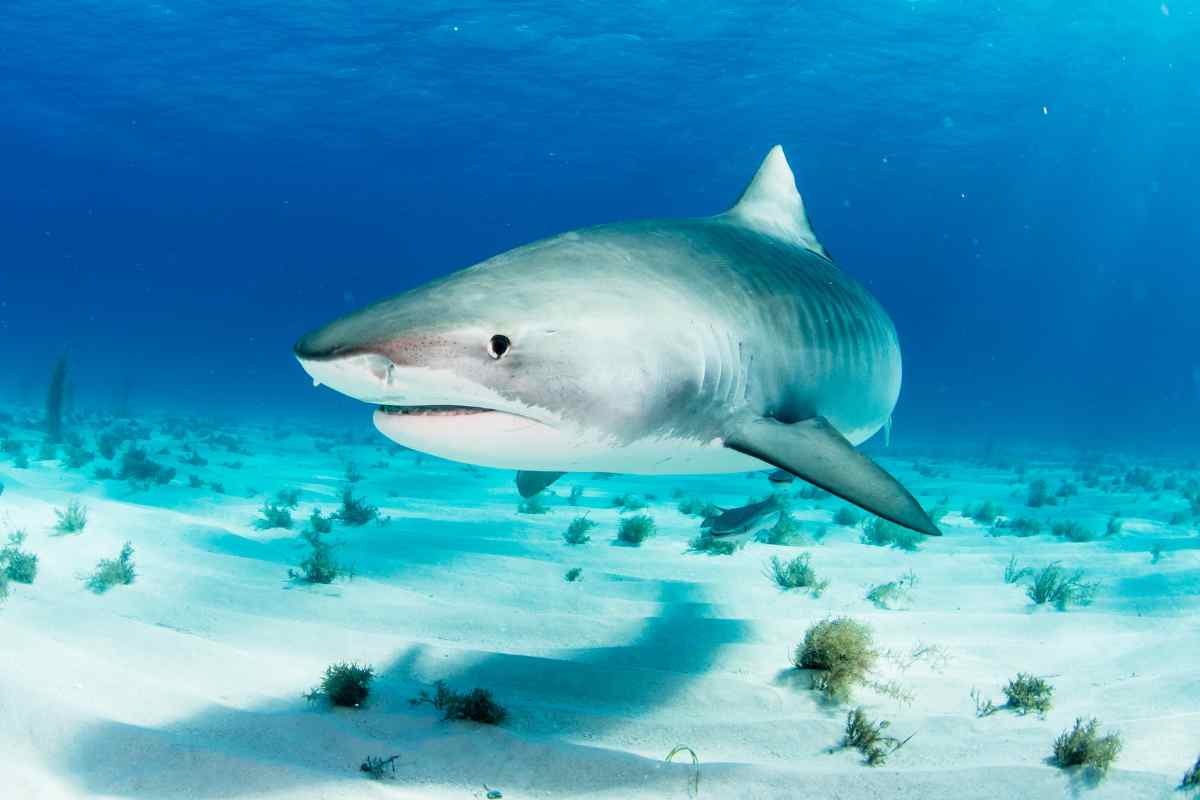 Hurghada ucciso ragazzo squalo tigre