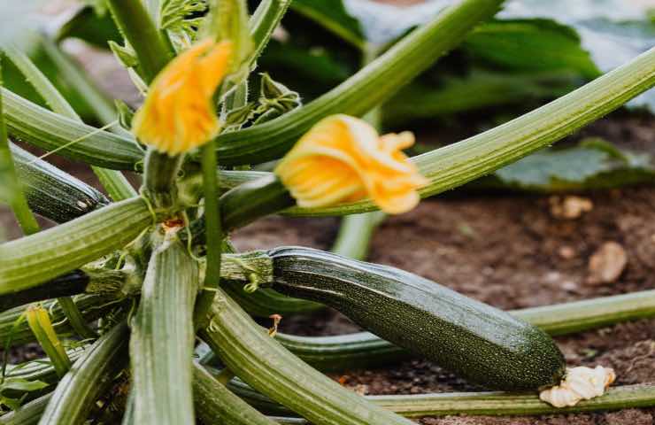 Zucchine orto