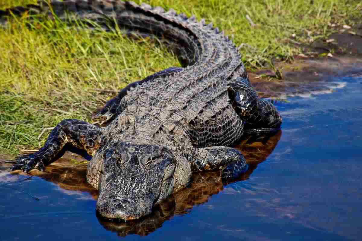 Usa donna uccisa assalita alligatore